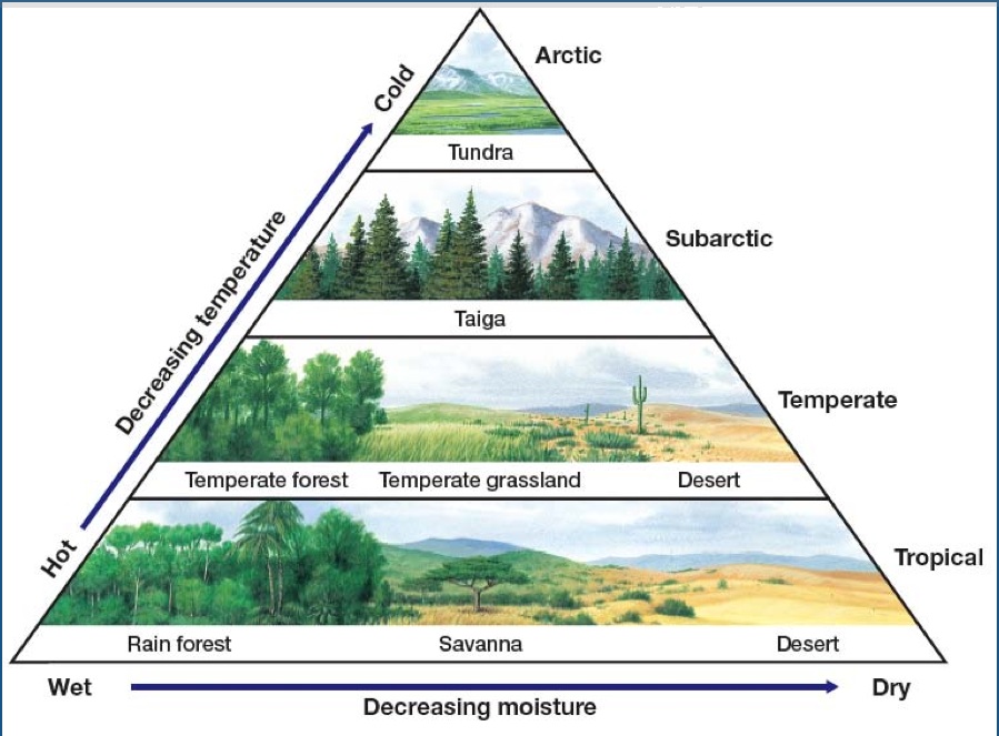 desert biome climate